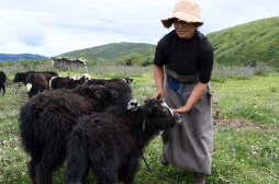 四川藏乡牦牛产业升级助牧民增收