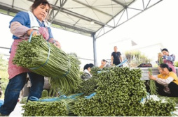 柳州：智慧农业促丰收