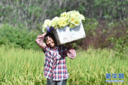广西柳州下陶村：一朵花闯出的致富路