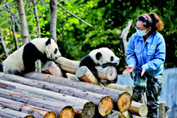 给秦岭大熊猫当“铲屎官”，是一种什么体验？