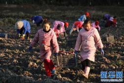 江西樂安：小紅薯種出富民“大產業”