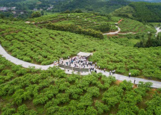 黔東南天柱：新型家庭農場激活鄉村產業振興