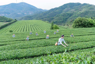 八马茶业：以茶助农，持续释放向善正能量