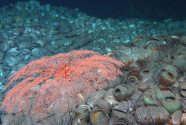 南海西北陆坡沉船遗址第一阶段调查：最新海底画面来了！
